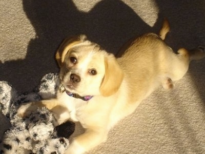 Top down view of a tan with white Peagle dog laying out on a carpet looking up. Its front paws are on top of a plush doll toy.