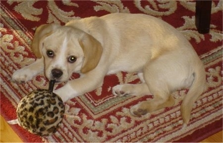 Side view from above looking down - A tan with white Peagle dog is laying down on a red oriental carpet with a plush leopard print ball toy in its mouth next to a table looking up.