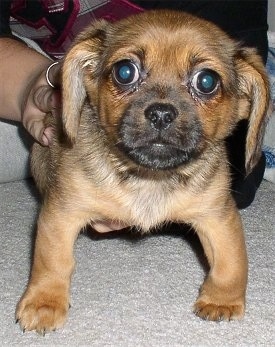 Front view - A brown and black Peagle puppy is standing on a tan carpet looking forward and a person behind it has their hands on its back. The pups front legs looked bowed outward.