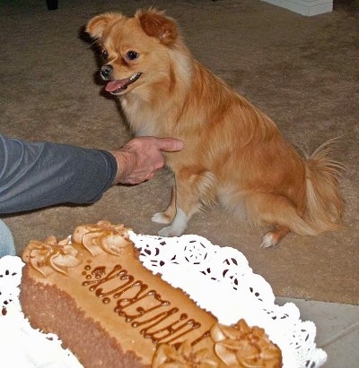 A tan with white Peek-A-Pom is sitting on a tan carpet facing the left towards a person who has a hand extended towards the dogs front paw.