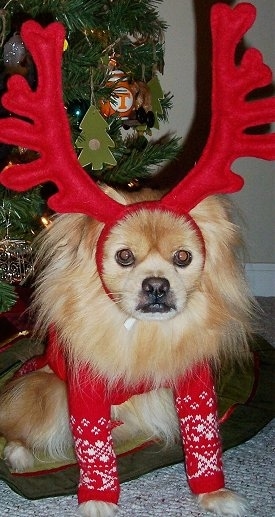 A fluffy tan with white, grey and black Peek-A-Pom dog is sitting on a dog bed under a christmas tree. The Peek-A-Pom is wearing a christmas sweater and also reindeer antlers.