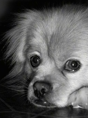 Close up head shot - A black and white photo of a Peek-A-Pom laying down on a kitchen floor. It has wide round eyes.