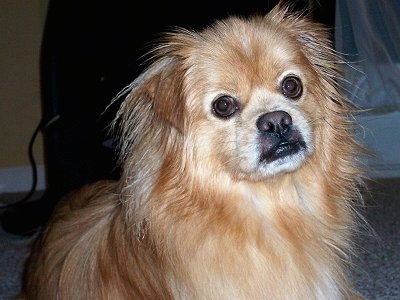 Close up front side view - a tan with white, grey and black Peek-A-Pom is sitting on a carpet looking towards the camera.