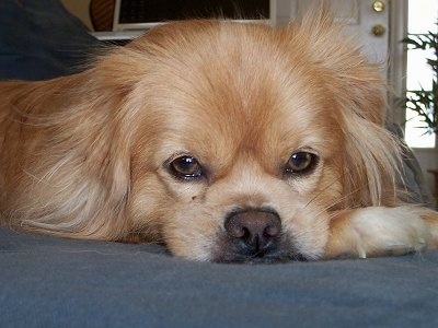 Close up front view head shot - A longhaired tan with white Peek-A-Pom is laying down on a couch and it is looking forward.