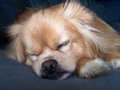 Close up front view head shot - A tan with white Peek-A-Pom is sleeping on a couch.