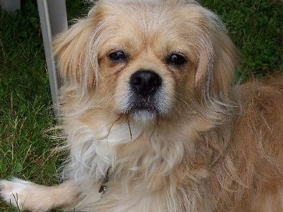 Close up side view head and upper body shot - A longhaired tan with white Peke-A-Poo is laying in grass and it is looking up and forward next to a lawn chair.