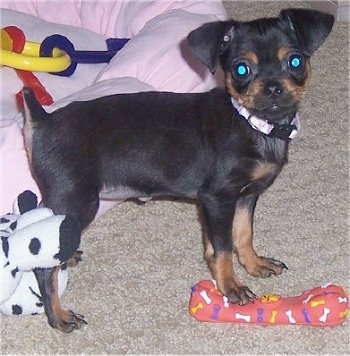 Side view - A black and tan Peke-a-Pin puppys front right paw is standing on top of a red squeeky toy with colorful bones all over it a white with black plush doll.