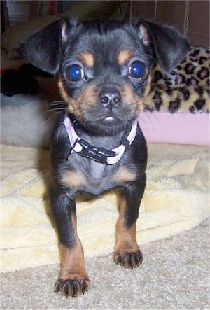 Close up front view - A wide-eyed, short-haired, black and tan Peke-A-Pin puppy is standing on top of a yellow blanket looking forward.