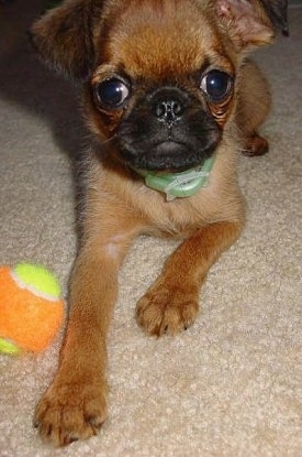 A brown with black Belgian Griffon is laying on a tan carpet with an orange and green tennis ball nex to it