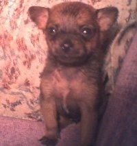 A tan Pomeranian is sitting against the arm of a couch and there is a pillow behind it.