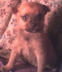 Close up - A tan with black Pomeranian is sitting on a couch and behind it is a pillow.