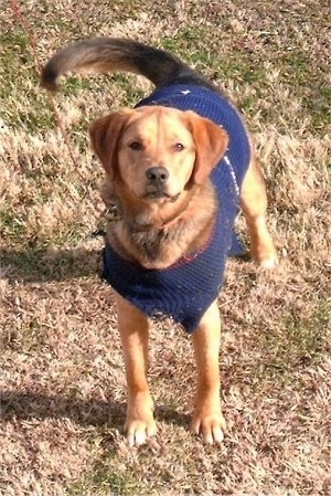 View from the front - A tan with black Polish Hound is wearing a blue sweater and it is standing in grass. 