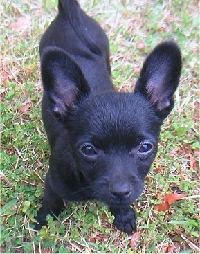 Close up Front view from the top looking down at the dog - A short-coated, shiny black Pomchi puppy is standing in grass and it is looking up.