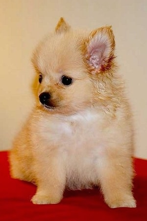 Front side view - A fuzzy tan Pomchi puppy is sitting on a red surface and it is looking down and to the left.