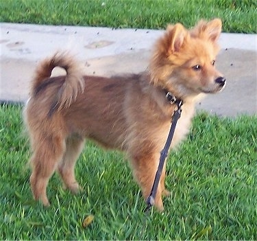 Dog Pomeranian Mix