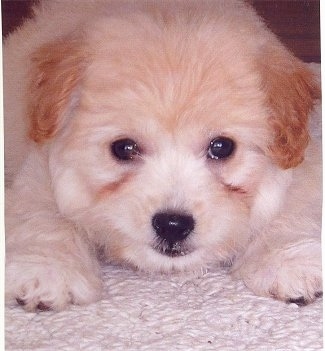 Close up head and front paw shot - A tan with white Poo-Shi puppy laying on a tan carpet looking forward.