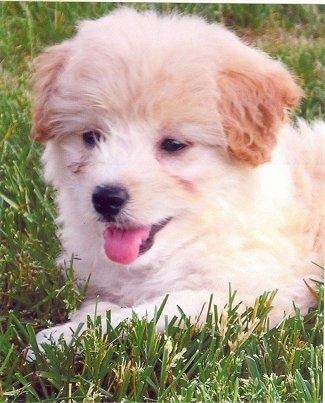 Close up head and upper body shot - A young, furry, tan with white Poo-Shi puppy is laying in grass looking to the right. Its mouth is open and tongue is out.