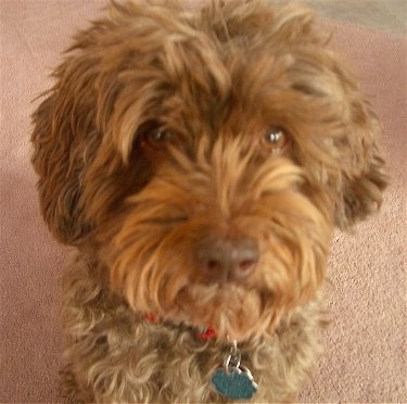 Close up head shot - A wavy coated,  brown Poogle is sitting on a carpet and it is looking forward and up.