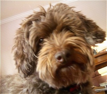 Close up head shot - A wavy coated, brown Poogle is laying on a bed and it is looking forward. Its head is tilted to the left.