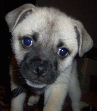 Close up front view - A tan with black Pug-A-Mo puppy is leaning forward.