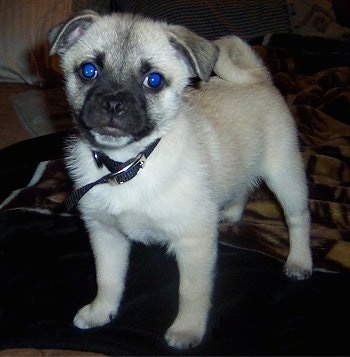 Close up front side view - A fuzzy tan with black Pug-A-Mo puppy standing on a blanket on top of a person's bed. It is looking forward and its head is slightly tilted to the right.