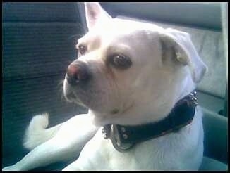 Close up front view - A white Pug-A-Mo is laying in the passenger seat of a vehicle and it is looking to the left.