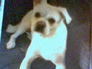 Close up front view - A photo of a white Pug-A-Mo dog laying against a couch