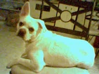 Side view - The back left side of a white Pug-A-Mo is laying across a stool looking over at the camera.