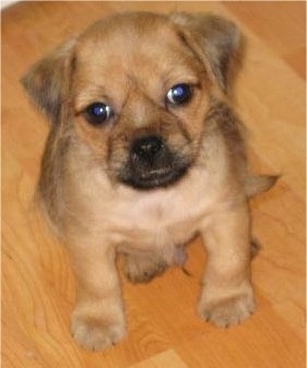 Top down view of a tiny brown with black and white Pug-Zu puppy that is sitting on a hardwood floor looking up.