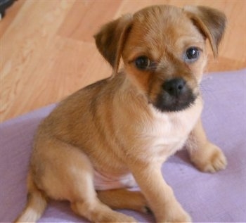 The right side of a brown with black and white Pug-Zu puppy that is sitting on a purple bed. It is looking forward and up.