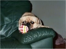 A tan with black Puginese is laying down on the arm of a green leather sofa with a ball in its mouth.