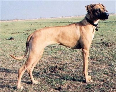 The right side of a tall Rhodesian Ridgeback that is standing in patchy grass and it is looking to the right.