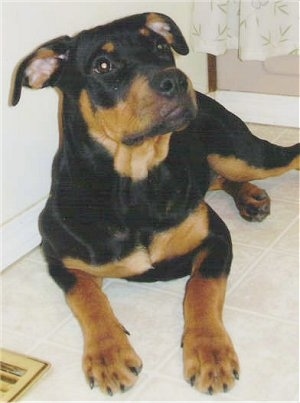 Deva, her mom was an American Pitbull Terrier and dad was Rottweiler.