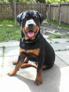 Front view - A happy looking, thick, wide, black with brown Rottweiler is sitting on a concrete patio and it is looking forward. Its mouth is open and tongue is sticking out.