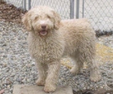 A tan Spanish Water Dog is standing with its front paw on top of a stone block that is surrounded by small rocks. It is looking forward, its mouth is open and it looks like it is smiling. The dog has a brown nose.