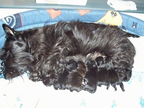A black Scottish Terrier is laying on its side in a dog bed and under the dog is a litter of black Scottish Terrier puppies that are drinking milk.