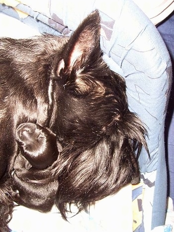 Close up - The face of a black Scottish Terrier is sleeping on a dog bed. A newborn Scottish Terrier puppy is laying on top of the dog.