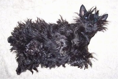 A black Scottish Terrier dog is laying on its left side and it is looking up. It looks like its hair is being pulled to the ground by gravity the way its flying all around it.