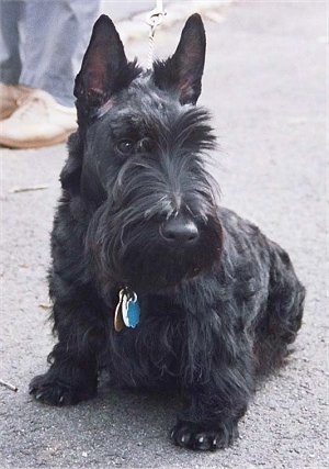  Hair Cuts on Poochini  The Scottish Terrier    His Akc Registered Name Is