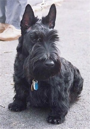 Poochini, the Scottish Terrier