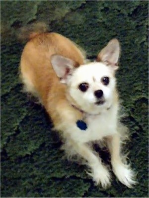 Topdown view of a tan and white ShiChi that is laying on a carpet and it is looking up. It has straggly looking hair on its bottom side and large perk ears.