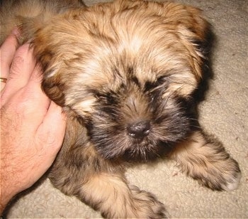 Brindle, the Shih Apso (Lhasa Apso / Shih Tzu mix) as a very young puppy