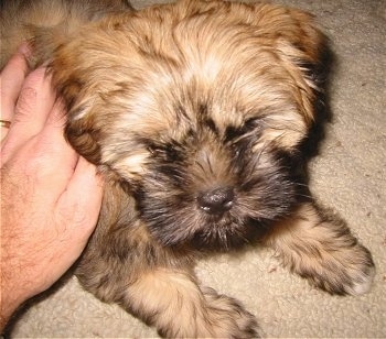 Shih+tzu+maltese+mix+puppy