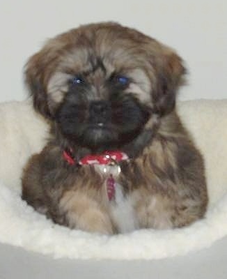 Shih+tzu+puppies+brown