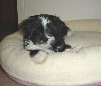 Coco, the Lhasa Apso-Shih Tzu mix (Shih Apso) at 9 weeks old