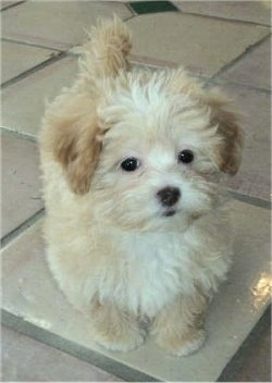 A fluffy little tan with white Shih-Poo puppy is laying on a tiled floor and it is looking forward.