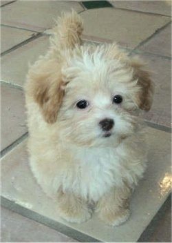 Shih Puppies Care on Dakota The Shih Poo Puppy At 3 Months Old