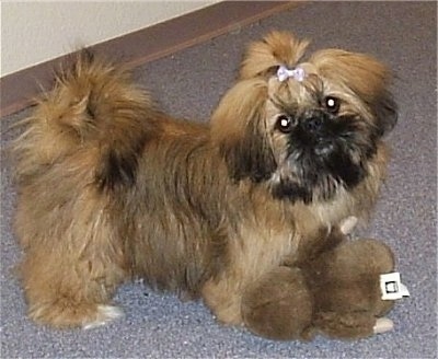 Shih+tzu+mix+pekingese