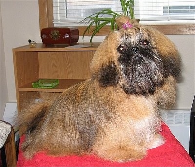 The right side of a fluffy, thick, long coated, brown with black and white Shinese that is sitting on a red pillow, it is looking forward and it has a pink ribbon in the hair of its top knot.