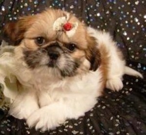 Close up - A fuzzy tan with brown and black Shinese Puppy is laying on a blacktop surface, it is looking forward and it has a nice bow on its head.